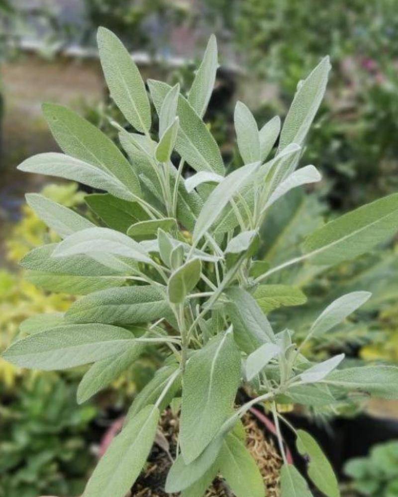 Shopee/givingflorist